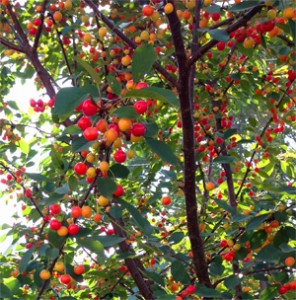 Sour cherries