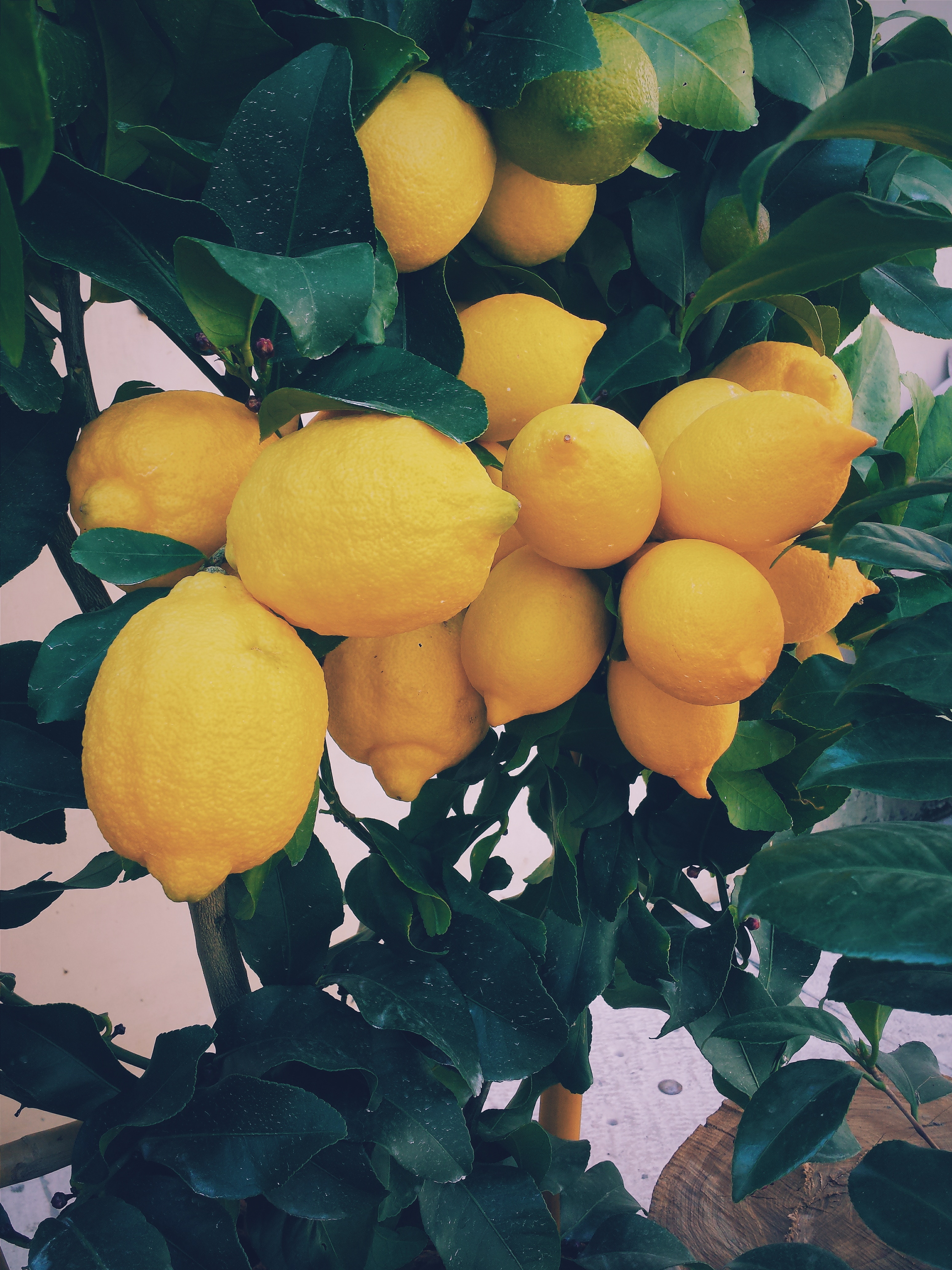 Multiple lemons on a tree