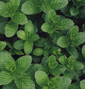 Why Do Mint & Chocolate Taste So Good Together? - Blog